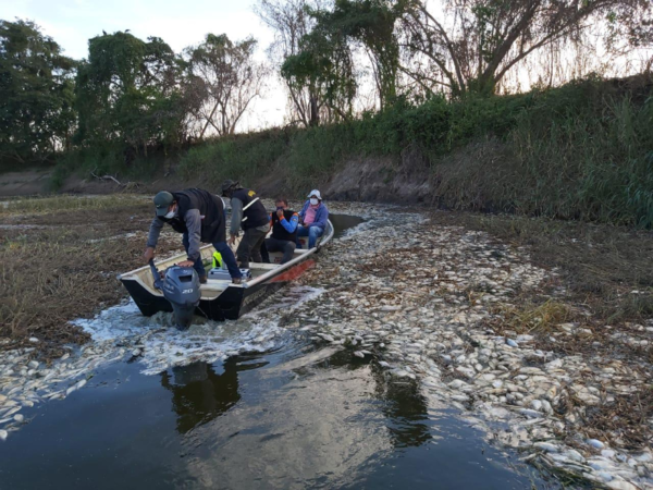 Sequía y falta de precipitaciones provoca mortandad de peces en Paraguay y Argentina