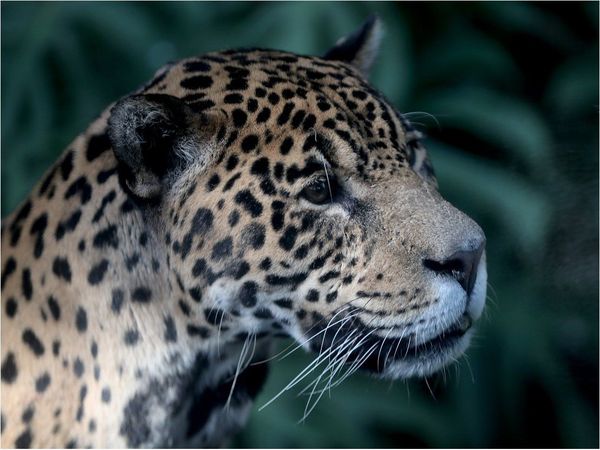 Animales reinan en medio del silencio en el mayor zoo de Brasil