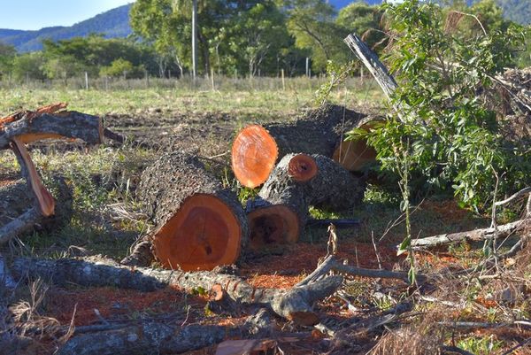 Tala indiscriminada en reserva de la Cordillera del Ybytyruzú - Nacionales - ABC Color