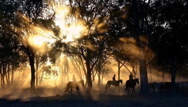 Agricultura y ganadería serían los primeros en recuperar la confianza para la concesión de créditos