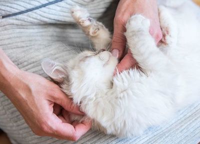 Mascotas infectadas por coronavirus, ¿debemos preocuparnos? - Mascotas - ABC Color