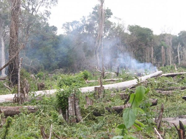 Destruyen 96.000 kilos de marihuana en el Parque San Luis