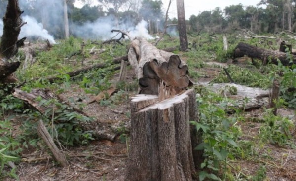 Detruyen casi 100.000 kg de marihuana en otro parque nacional