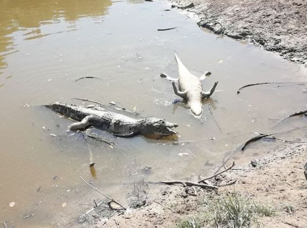 Cazadores furtivos matan yacarés solo por placer - Digital Misiones