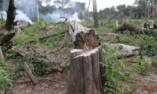 Destruyen casi 100.000 kilos de marihuana en Concepción – Diario TNPRESS