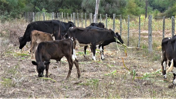 Histórico desplome: “Hay campos que están 100% vacíos, eso causa una sobreoferta a nivel de industria y los precios se