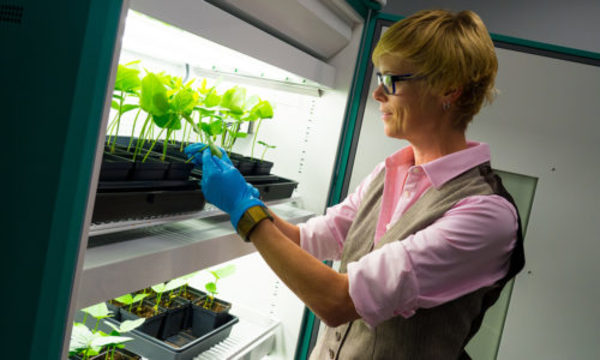 » Utilizan biotecnología para desarrollar vacuna contra el COVID-19