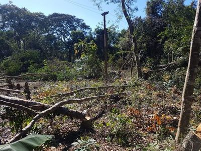 Detectan tala de árboles nativos en reserva de Itaipú - ABC en el Este - ABC Color