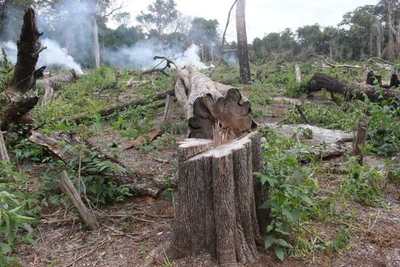 Denuncian tala indiscriminada en Cordillera del Ybytyruzú - Paraguay Informa