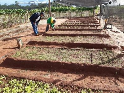 Acompañan buena producción frutihortícola en varios departamentos » Ñanduti