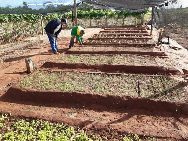 Acompañan buena producción frutihortícola en varios departamentos » Ñanduti