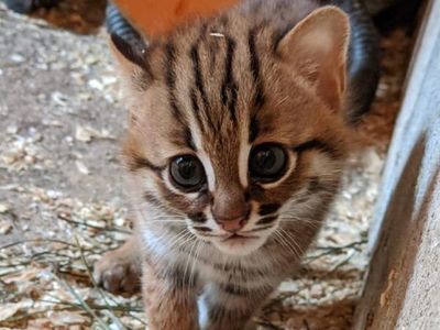 Nacen dos felinos salvajes de la raza más pequeña del mundo