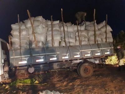 Incautaron alrededor de 7 toneladas de marihuana en Yby Pytá