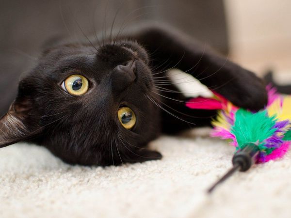 Detectan el primer caso de gato con coronavirus en España