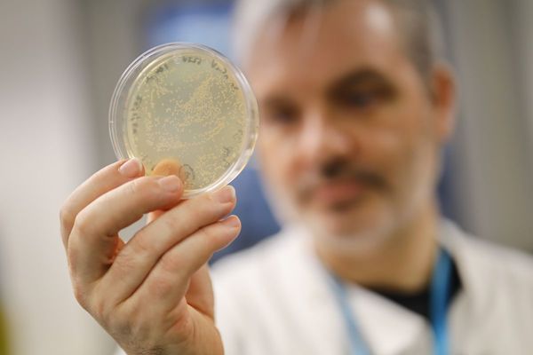 Hace 40 años, la humanidad triunfaba sobre la viruela, primer virus erradicado