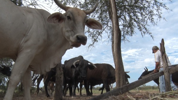 Campo Aceval: la pandemia y la sequía tiene contra las cuerdas a los productores lácteos