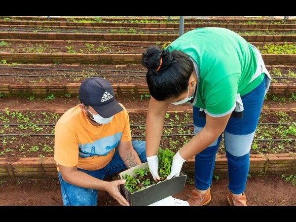 CON ENTREGA DE PLANTINES, PROMUEVEN LA HUERTA FAMILIAR EN CAMBYRETÁ