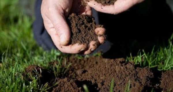 Paraguay podría producir semillas de autoconsumo en medio de la pandemia | Noticias Paraguay