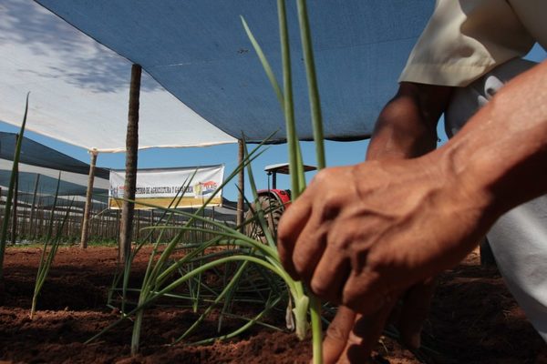 PANDEMIA PLANTEA AL PARAGUAY DESAFÍO DE PRODUCIR SUS PROPIAS SEMILLAS DE AUTOCONSUMO