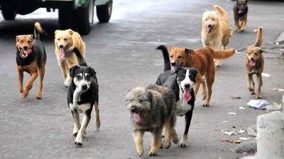 Realizarán la segunda edición de la ‘olla popular’ a peluditos » Ñanduti