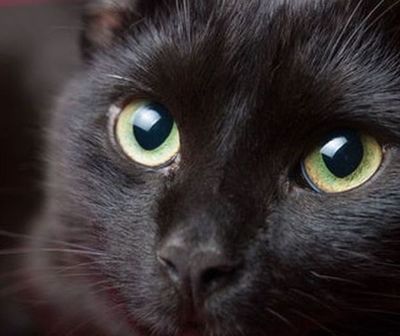 Detectan primer caso de gato con coronavirus en España