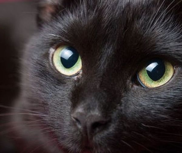 Detectan primer caso de gato con coronavirus en España