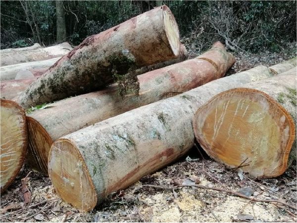 Hallan gran cantidad de rollos extraídos del Parque San Rafael