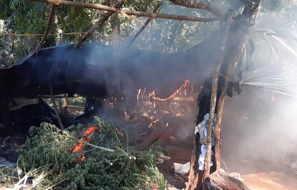 Senad destruye varios campamentos de marihuana en reserva forestal