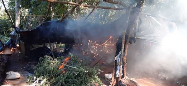 Senad destruye varios campamentos de marihuana en reserva forestal