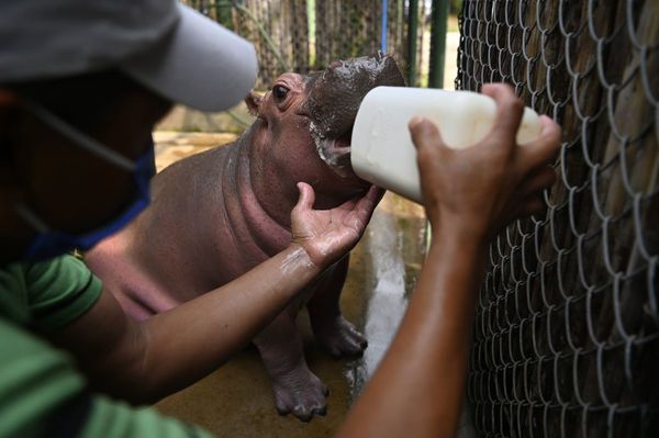 Hipopótamo nacido en cautivero centra atención en refugio salvadoreño