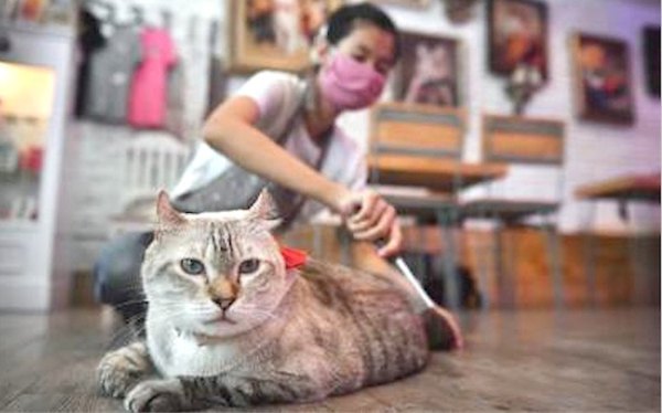 Atención: gatitos avei ¡pueden tener Covid-19! | Crónica