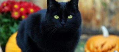 Aseguran que los animales no pueden transmitir coronavirus al ser humano » Ñanduti