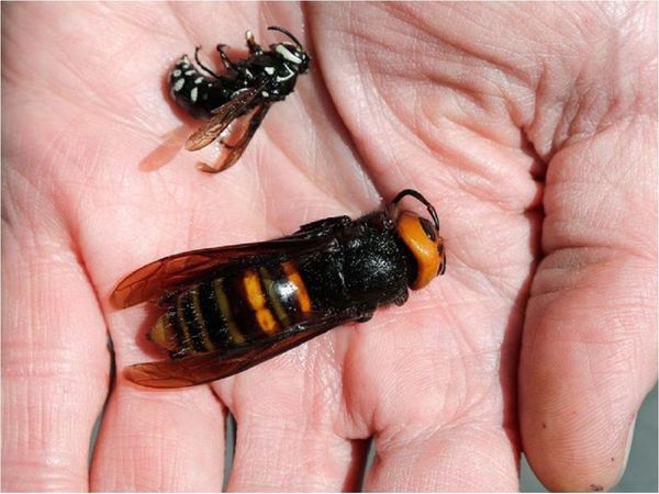 México no detecta presencia del avispón asiático gigante