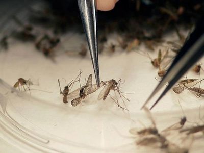 Identifican microbio que bloquea al parásito de la malaria en mosquitos