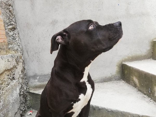 Denuncian muerte de un perro a manos de un policía en Concepción