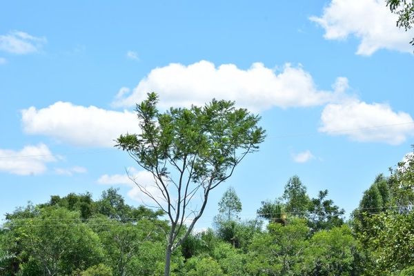 Anuncian domingo caluroso para Misiones, pero desde mañana se prevé lluvias - Digital Misiones