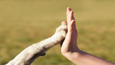 En Paraguay también se duplicaron las adopciones en refugios de animales