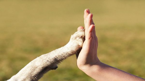 En Paraguay también se duplicaron las adopciones en refugios de animales