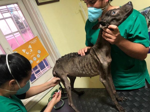 Defensa Animal rescata a Chocha, una perra en estado de desnutrición