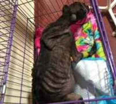 Indignante:Rescatan a perrita con severa desnutrición  - Paraguay.com