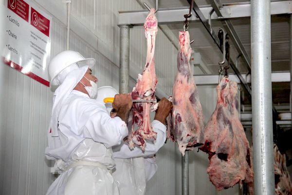 Con menos plantas operando, la faena de bovinos bajó 30,2%
