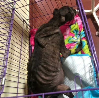 Extrema crueldad: Rescatan a perrita en grave estado de desnutrición