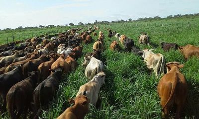 "Estamos muy mal en la ganadería, los precios están por el piso", señala Maris Llorens » Ñanduti