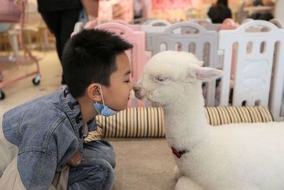 Alpacas pueden servir para bloquear nuevo coronavirus, dice investigación en Perú - Ciencia - ABC Color