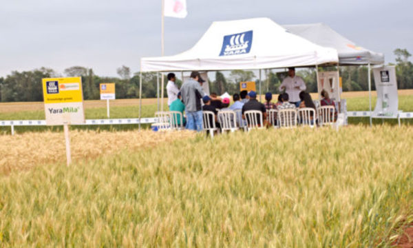 » Propuesta de fertilización para trigo con Agrosystem