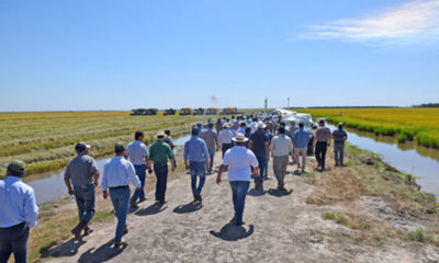 » TERCERA JORNADA TÉCNICA DE ARROZ EN ARROZALES DEL CHACO: Muestran potencial de arroz en el Chaco