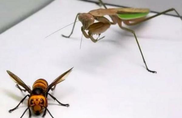 Esto pasa cuando juntas a un avispón gigante asesino y a una mantis religiosa - SNT