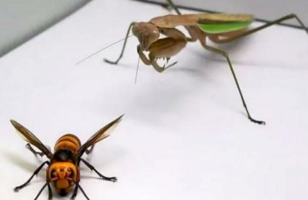 Esto pasa cuando juntas a un avispón gigante asesino y a una mantis religiosa - C9N