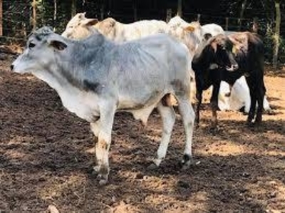 HOY / Pymes en crisis: sortean vaca, cerdos y productos de granja para "salvar"