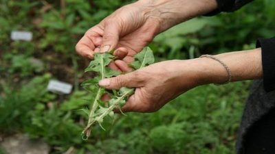 Mujeres de Villeta arrancan con la producción de hierbas medicinales